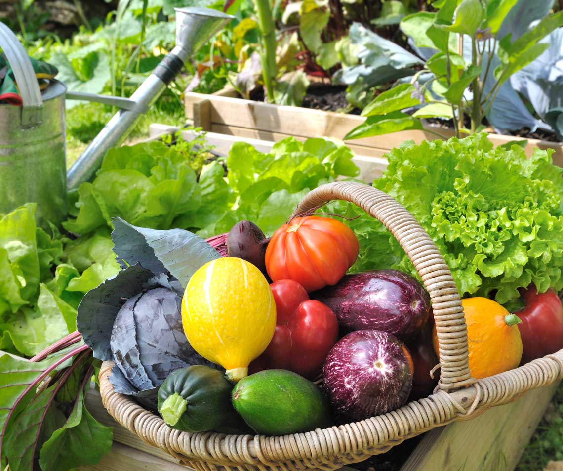 garden basket of fresh vegetables